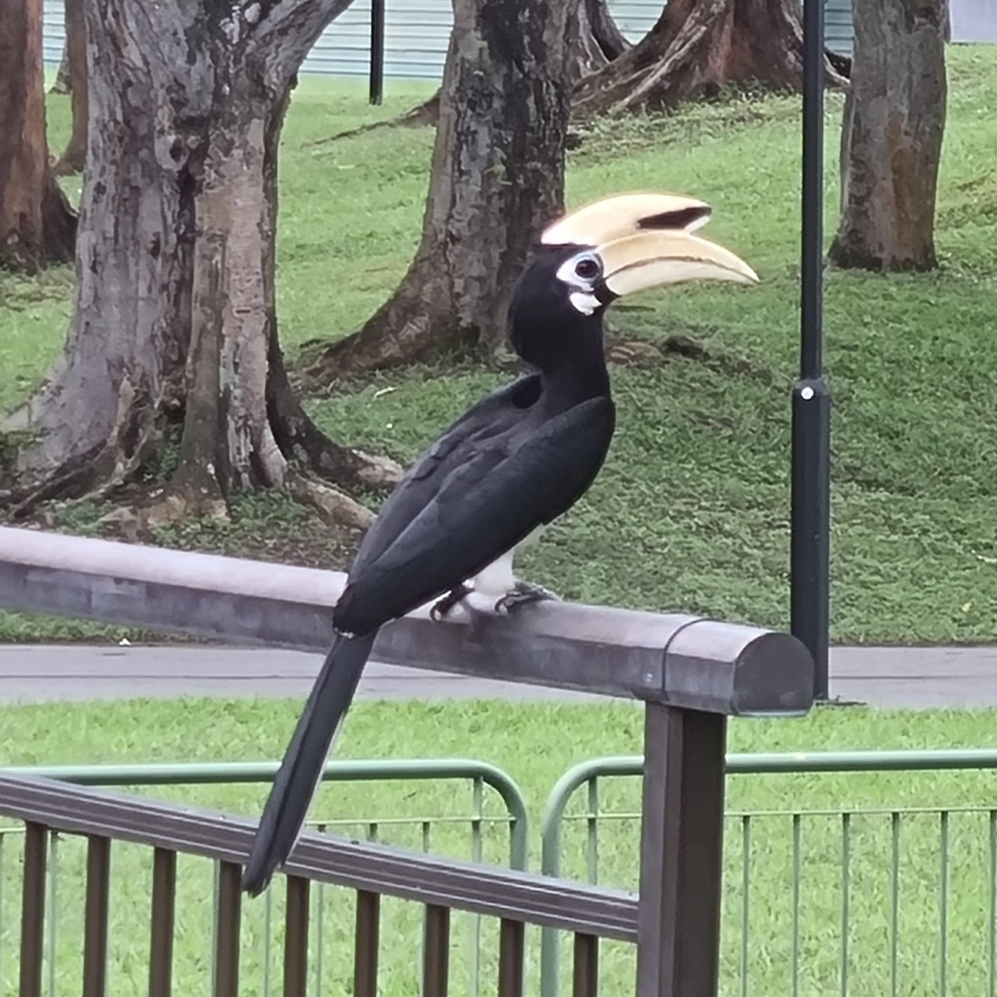 Hornbill