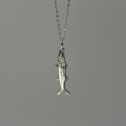 Barracuda for Glenda