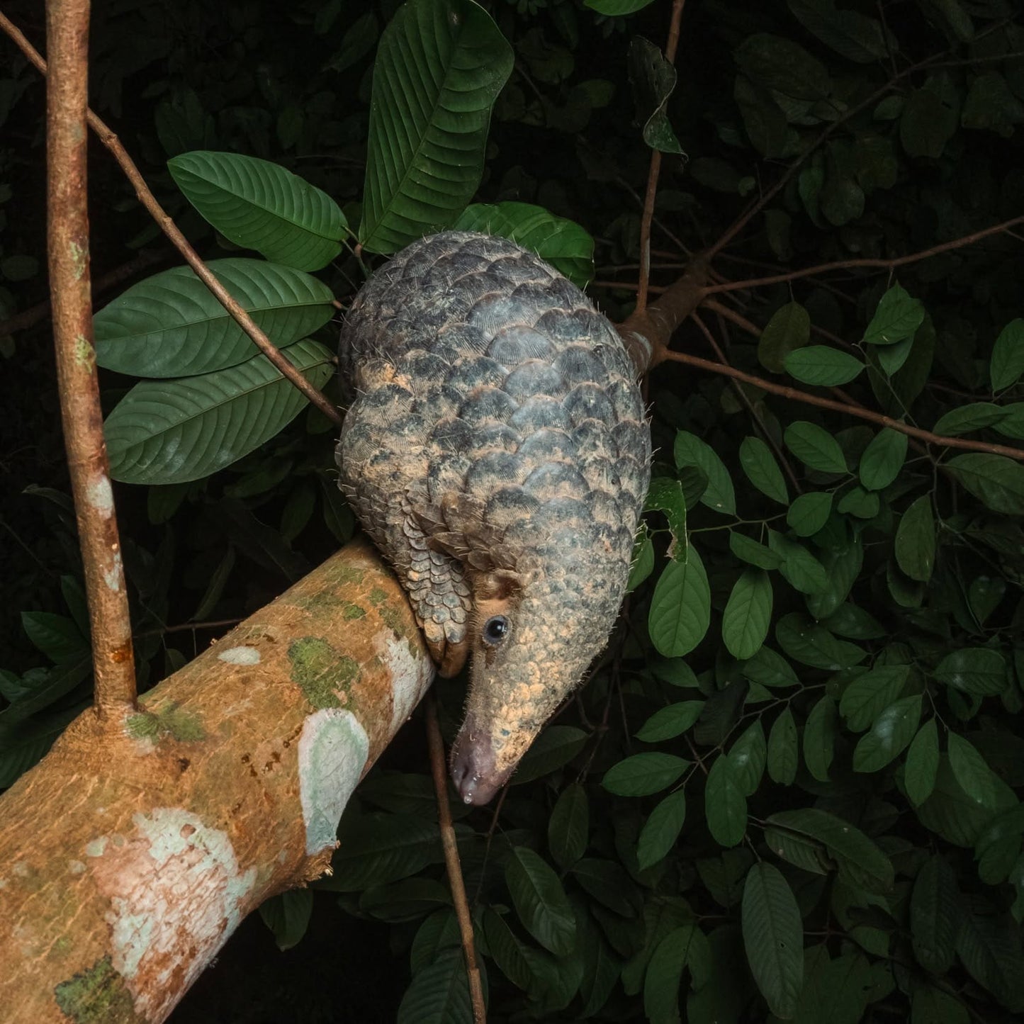 Pangolin